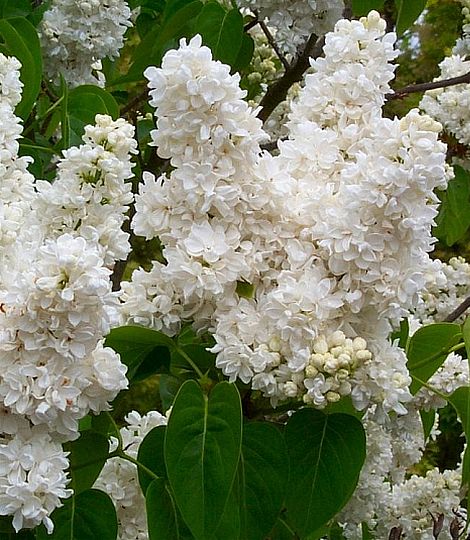 Syringa vulgaris 'Monique Lemoine'